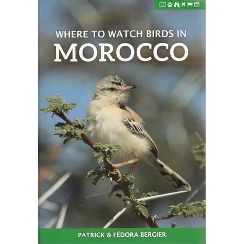 Where to watch birds in Morocco Populär